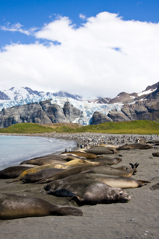 Southern Elephant Seals And King Penguins On Beach
